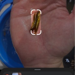 雷魚 カムルチー 稚魚の画像