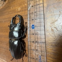 オオクワガタの画像
