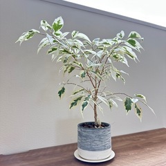 観葉植物フィカスベンジャミンスターライト鉢&トレイ付きの画像