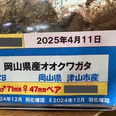 オオクワガタの画像