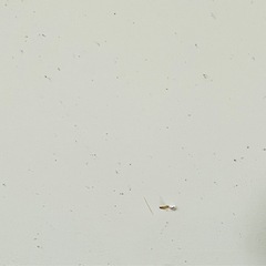 化粧板180 x 90cm 傷有りの画像