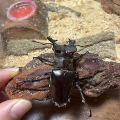 ミヤマクワガタの画像