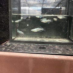 めだかの画像