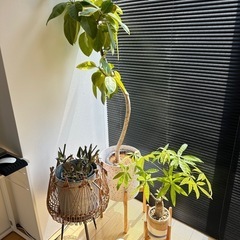 観葉植物パキラ鉢&スタンド付きの画像