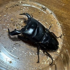 ダイオウヒラタクワガタの画像
