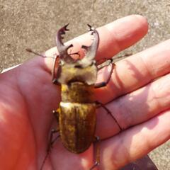 クワガタ、カブトムシ採集同行【ガイド４】の画像