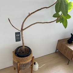 観葉植物フィカスアルテシマ鉢&スタンド付きの画像