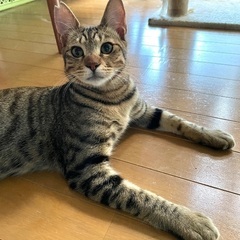 キジトラ兄弟の里親さん募集です