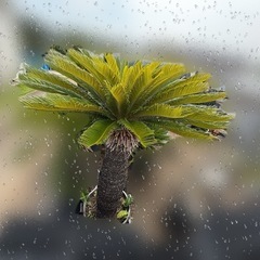 ソテツ 　そてつ 蘇鉄 庭木　インテリア　植木　　の画像