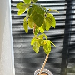観葉植物フィカスアルテシマ鉢&スタンド付きの画像