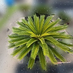 ソテツ 　そてつ 蘇鉄 庭木　インテリア　植木　　の画像