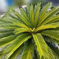 ソテツ 　そてつ 蘇鉄 庭木　インテリア　植木　　の画像