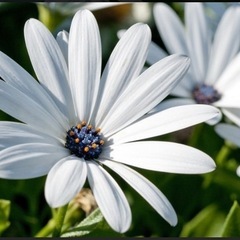 🌸【子育て相談室】🌼不登校、学習不振、発達障がい等のご不安やご心配に