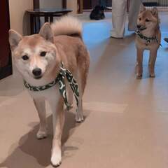 ペット好きな人と仲良くなりたいな〜🐶🐱
