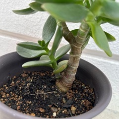 金のなる木②
の画像