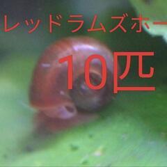 ㉘レッドラムズホーン　サイズミックス