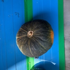 栗カボチャc級品の画像