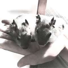 ブルーデグー赤ちゃん　里親さん募集中　メス 1匹