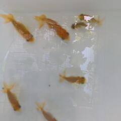 金魚　宇野系　らんちゅう　ランチュウの画像