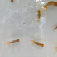 金魚　宇野系　らんちゅう　ランチュウの画像