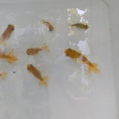 金魚　宇野系　らんちゅう　ランチュウの画像