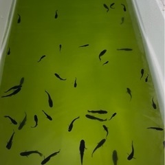 曜変天目　若魚の画像