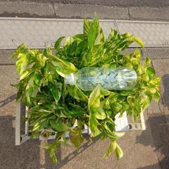 観葉植物特大ポトス吊り鉢ごとの画像