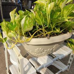 観葉植物特大ポトス吊り鉢ごとの画像