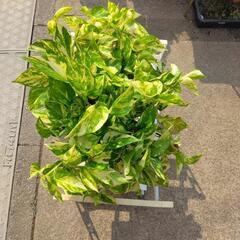 観葉植物特大ポトス吊り鉢ごとの画像