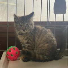 サビトラ 5ヶ月  女の子