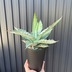 ランキングキーワードに紐づく投稿画像-多肉植物