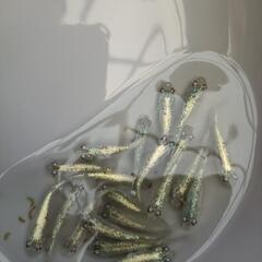 めだか鬼ラメメダカ20匹、引き渡し場所時間限定の画像