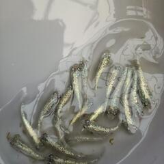めだか鬼ラメメダカ20匹、引き渡し場所時間限定の画像