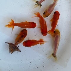 金魚☆明け2才　オランダ　ショートテールϵ( 'Θ' )϶ の画像