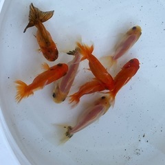 金魚☆明け2才　オランダ　ショートテールϵ( 'Θ' )϶ の画像