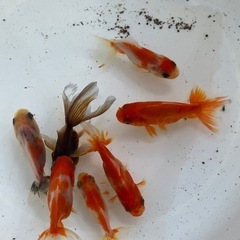 金魚☆明け2才　金魚 オランダ　ショートテールϵ( 'Θ' )϶四尾 の画像