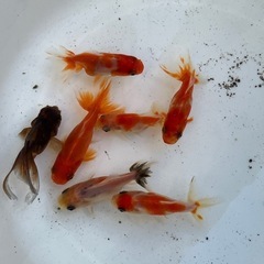 金魚☆明け2才　金魚 オランダ　ショートテールϵ( 'Θ' )϶四尾 の画像