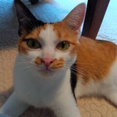 2歳過ぎ　頑張って病気を克服しました、小顔で美人の三毛猫みこちゃ...