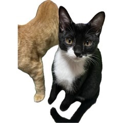 生後4〜5ヶ月の子猫達🐈