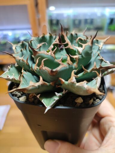 姫厳竜 コンパクタ アガベ 鉢付き② アガベ チタノタ 姫巌竜 肉厚 良型 Agave Titanota 'Dwarf