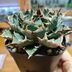 ランキングキーワードに紐づく投稿画像-多肉植物