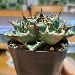 【アガベ】チタノタ  姫巌竜②　プレステラ90深鉢の画像