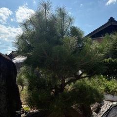 松の木の画像