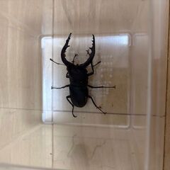 カブトムシペア　ノコギリクワガタペア　（野外採取品） の画像