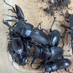 クワガタ5センチ前後5匹で200円の画像
