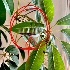【観葉植物】ツピタンサス　高さ155cmの画像