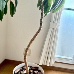【観葉植物】ツピタンサス　高さ155cmの画像