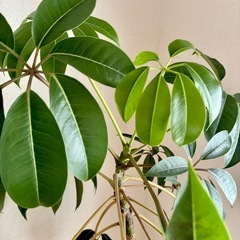 【観葉植物】ツピタンサス　高さ155cmの画像