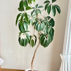 【観葉植物】ツピタンサス　高さ155cmの画像