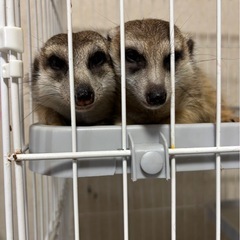 ミーアキャット　オスとメス　